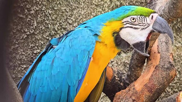 striking blue and yellow macaw or Ara ararauna, a blue and yellow parrot in a detailed close up, the vibrant feathers contrast beautifully with the soft, neutral background