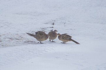 three hen pheasants in snow