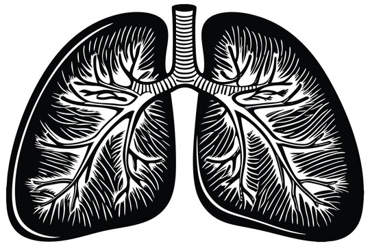 recommend clip art: A minimalist line art illustration of a lung black color B