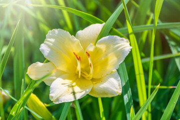Fototapeta premium A yellow daylily flower, latin name Hemerocallis lilioasphodelus, at sunset. It is also known as the lemon daylily.