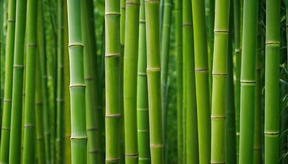 Obraz premium A dense bamboo forest with elegant stalks and lush foliage offering a tranquil outdoor escape in a serene botanical park 30
