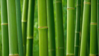 Fototapeta premium A dense bamboo forest with elegant stalks and lush foliage offering a tranquil outdoor escape in a serene botanical park 87498