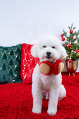 Adorable white Poodle dog wearing Christmas deco sitting on red cloth with Christmas pillows and tree for Christmas holiday festival.