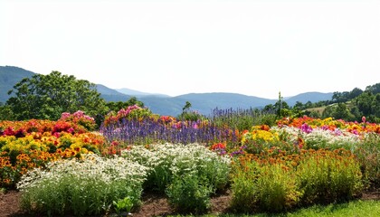 Obraz premium Foreground flower gardens and meadows on isolated white background