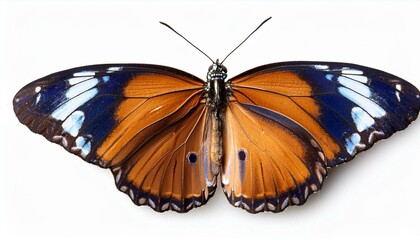 Naklejka premium butterfly on isolated white background