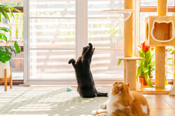 Fototapeta na wymiar Happy domestic feline pet cat have fun playing in living room. Healthy black color British Shorthair breed indoor cat playing in the room. Cute kitten cat enjoy living with human owner family at home.