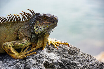 lizard of the genus. Animals lizard iguana. Iguana reptilian, exotic wild dragon.