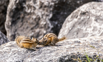a pair of chipmunks sharing a snack