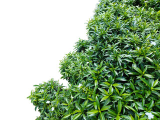 Obraz premium Bush or shrub wall isolated on white background with clipping path for graphic design.