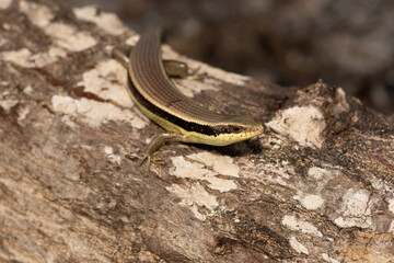 Small lizards and reptiles found in homes and human habitation left alone due to eating mosquitos and insects