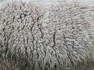 Animal background view. Close up to natural sheep's fluffy wool.