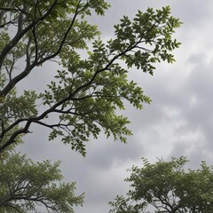 Leafy branches stretch towards the grey, overcast sky , verdant, canopy, autumnal