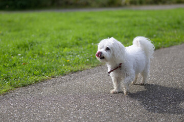 White Dog Licking Nose on Path
