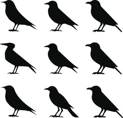 Bird's black silhouettes set. bird silhouettes. isolated on white background.