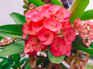 Mahkota Duri or Kaktus Pakis Giwang, Euphorbia Mill