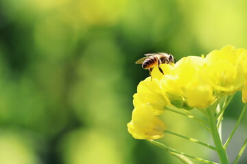 菜の花にとまるミツバチ