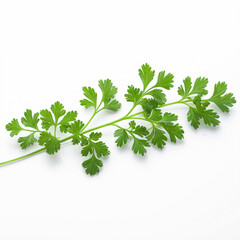 coriander leaf on white background