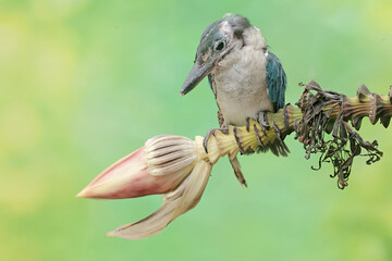 A young collared kingfisher hunting small animals in wild banana flowers. This long and strong...