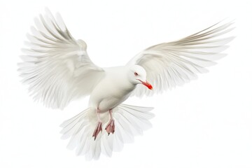 Obraz premium Natural white seagull isolated on a white background