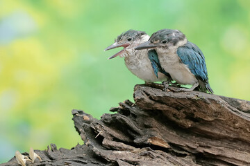 Two young collared kingfishers are hunting small animals on a rotten tree trunk. This long and strong beaked bird has the scientific name Todirhamhus chloris.