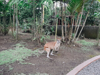 Portrait of a red kangaroo -macropus rufus- in an animal sanctuary enclosure- Indonesia © Dimas