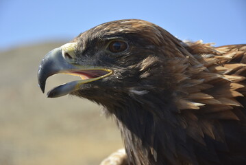 A golden eagle is hunting the fox in the wild