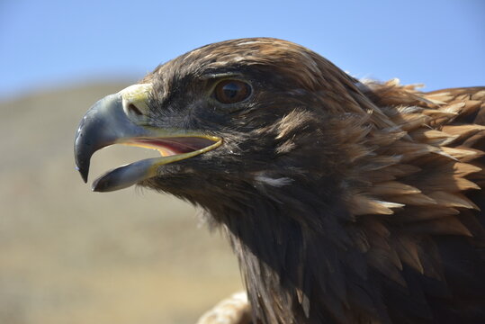 Golden Eagle Fox Images – Browse 2,081 Stock Photos, Vectors, and Video ...