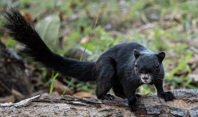 Fototapeta premium Black squirrel is standing on a log