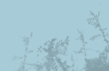 The shadow of the flower leaves on the blue wall. Black and white image for photo overlay or mockup
