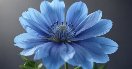 Fototapeta premium A delicate blue flower with an enormous show-stopping center blossom, delicate flowers, leafy