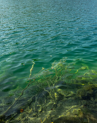 Beauty nature. The tranquil transparent waters of lake in the background. Beautiful nature lake. Landscape Reflection off of a clear lake water surface on a bright sunny day. Calm pond in the forest.
