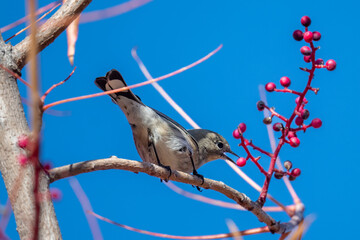 Yellow warbler feeds on Chinese Pistache Tree berries