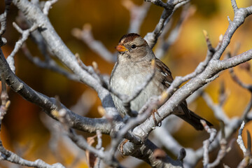 White-crowned sparrow hiding in the tree