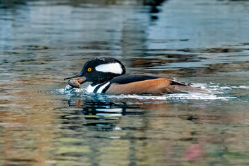 Hooded merganser male caught crawfish