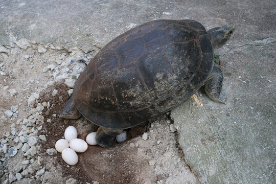 Turtles are laying eggs next to the building.