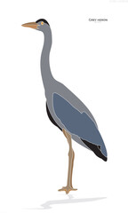 heron, Grey heron, bird, icon, vector, animal, forest, bird icon.
