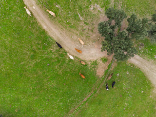 Pastoral Harmony: Herd in Green Meadows Crossed by a Path and a Lone Oak Tree.