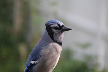 blue jay bird