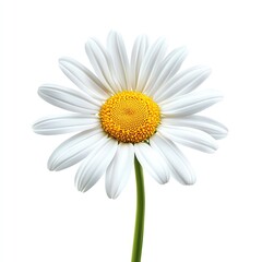 Naklejka premium A single white daisy flower with a yellow center isolated on a white background.