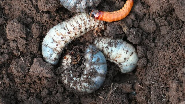 Asiatic rhinoceros larva beetle (coconut beetle) digging soil