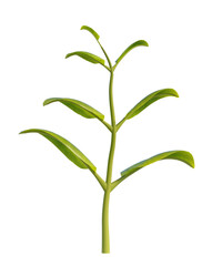 A vibrant green seedling showcases six young leaves