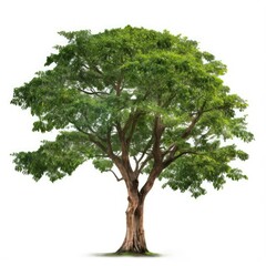 Obraz premium Lush green tree isolated on white. (2)