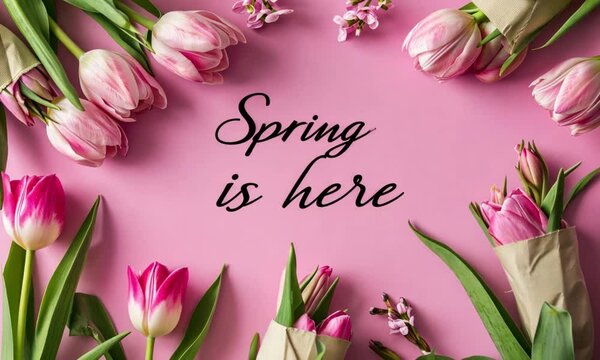 Top view of tulips on pink pastel background with words Spring is here