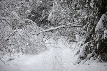 Winter forest road covered with trees after a snowstorm