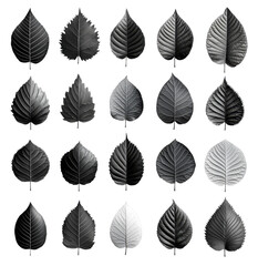 Monochrome Leaf Collection Nature Botany Shades of Gray Botanical Texture Plant Leaves Dark
