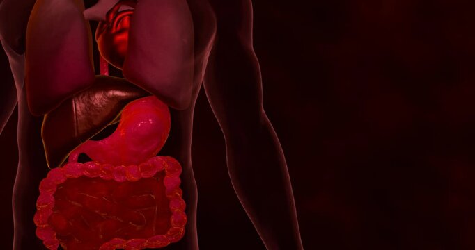 Internal organ scans of the heart, liver, lungs, stomach and intestines. Medical images showing the organs in the human body. Organs of life. 3D Rendering