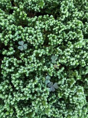 green moss background