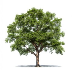 Fototapeta premium Lush green tree isolated on white. (9)