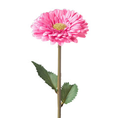 pink gerber daisy isolated on white