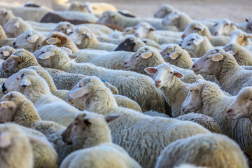 Fototapeta premium Cute sheep looking at camera. Animal background.